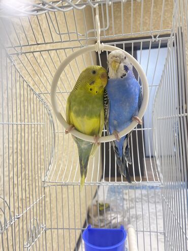 Птицы: Вместе с клеткой волнистые попугаи Красиво чирикают, легко поддаются