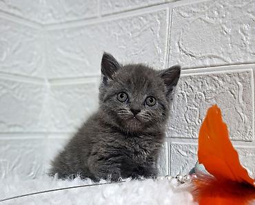 Продажа кошек: Продаётся шотландская девочкаскоттиш-страйт,окрас голубой,возраст at lalafo.kg — 11 Продажа кошек: Продаётся шотландская девочкаскоттиш-страйт,окрас голубой,возраст — 11