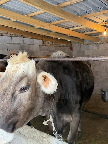 Коровы, быки: Продаю | Корова (самка) | Полукровка | Для молока | Привязанные — 9