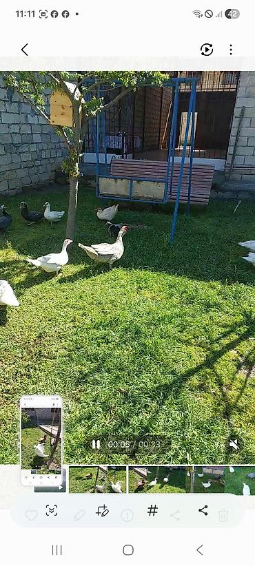 tap az goyercin satisi: Lal yapon ördəklər xoruzdar kül öküz qırmızı öküz sortudu — 7