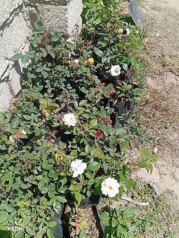 гул апа: Satış: qızılgül və sardunya (zonal pelargonium) saksı bitkiləri - — 8