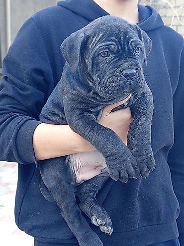 İtlər: Kane-Korso, 1 ay, Erkek, Sənədli, Pulsuz çatdırılma, Ünvandan götürmə, Rayonlara çatdırılma — 18