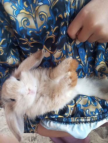 Dovşanlar: Holland Lop qulaqlı dekorativ dovşan balaları - Cins: Lop (sallanan — 5