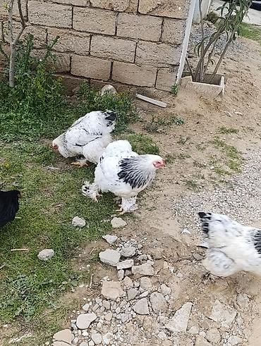 Digər quşlar: 3 dənə xoruzdu Heç 1 yaşları yoxdu 2 si təzə banlamağa başlayıb biri — 6