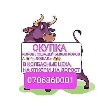 собаки самки: Колбасный цех : Коровы, быки, | На откорм — 1