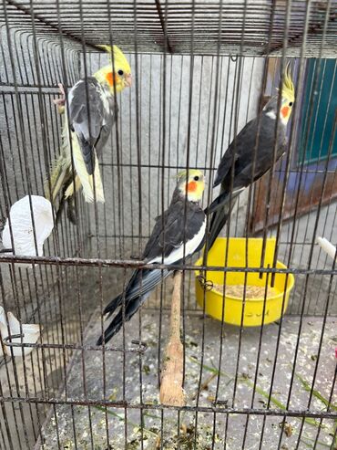 Tutuquşları: Korella erkey disi var 3 ayliq 6-7-9 ayliq hazir cut var korella bala — 8