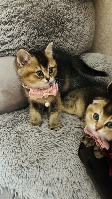 Pişiklər: Şinşilla, Dişi — 11