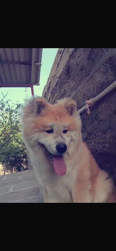 Pişiklər: Akita-inu, 9 ay, Erkek