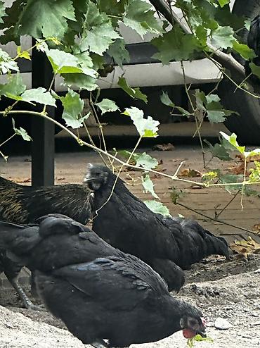 прикол курочки: 🐔 ПРОДАЮ ЧЕРНЫХ ПЕТУХОВ (ЭКЗОТ) Лакеданзи. Полностью черные — 4