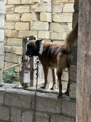 İtlər: Belçika çoban iti, 2 il, Erkek, Peyvəndli — 21