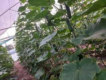 Продажа сельхоз предприятий: Кошара, 1500 соток, Действующий, С оборудованием, Электричество, Канализация, Отопление — 15