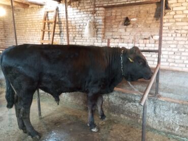 Коровы, быки: Продаю | Бык (самец) | Симментальская, Абердин-ангус | Осеменитель