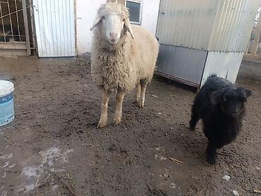 Баран, овца: Продаю | Баран (самец) | Для разведения | Матка — 13