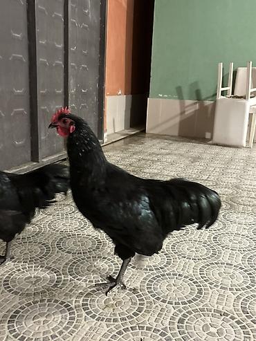 qara qartal sekilleri: Qara rəngli xoruz Avstralop - Tamamilə qara lələk örtüyü, parlaq və — 1