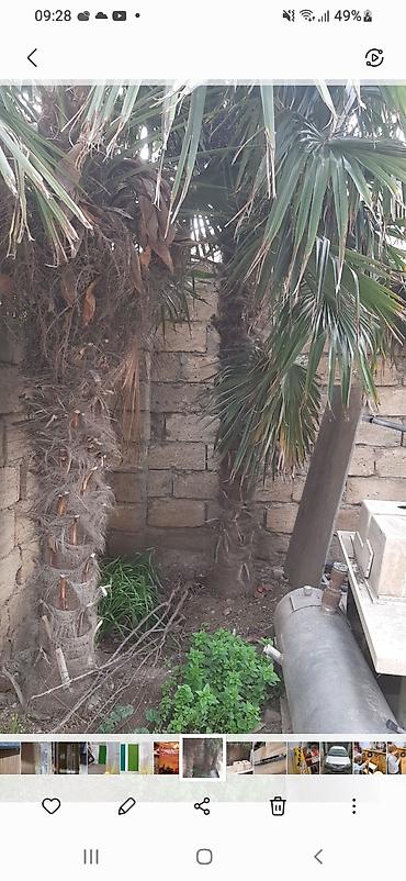 Dekorativ xurma (palma) ağacları - Növ: Fan palm tipli dekorativ