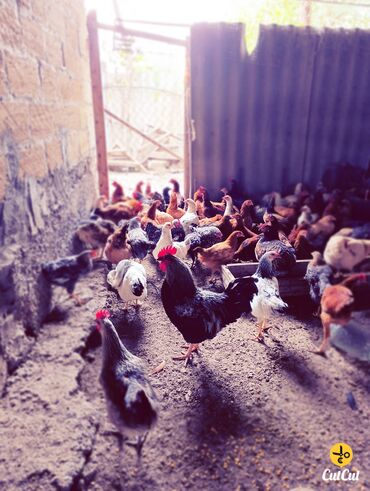 Hinduşka: Məhsul: Hind quşları və çolpalar. Fərə hindquşu kq-22azn, Xoruz — 6