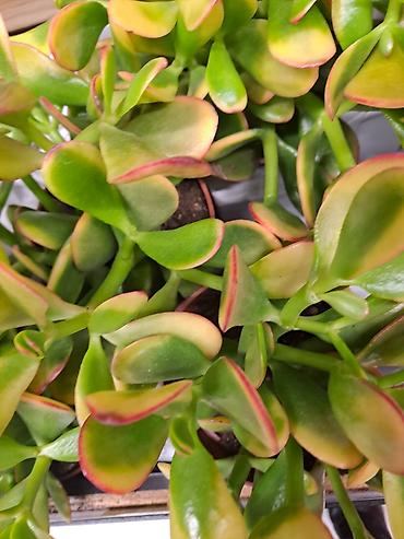 Ostale kućne biljke: Zamija, velika biljka, 80 centimetara visina sa prve slike je 2000 — 3