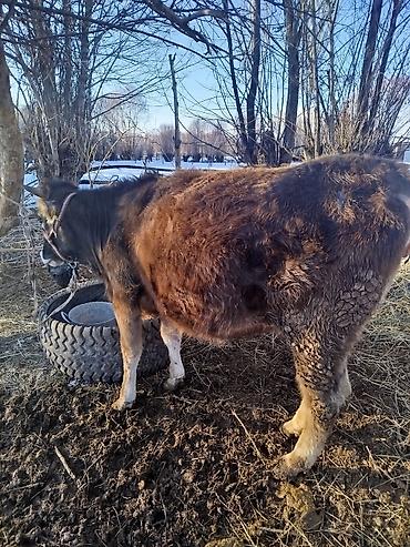 Коровы, быки: Продаю | Корова (самка) | Для молока | После отела — 8