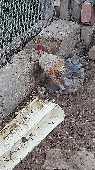 Xoruzlar: Yaponka xorzu və fərəsi satlır sağlam yaponkalardı cütdə satlır topda — 2