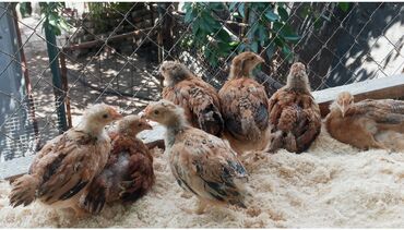 Куры, петухи: Продаю цыплят
Кученская Юбилейная
Возраст 1 месяц
есть в наличии