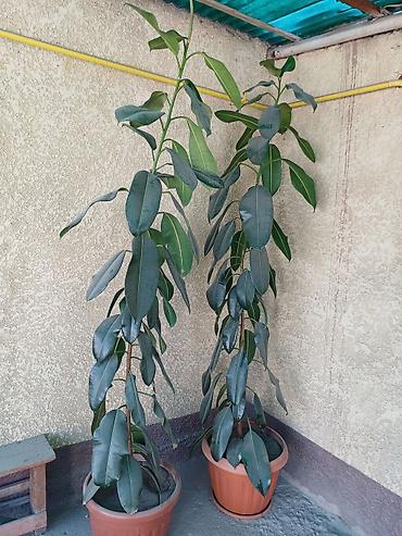 эшик уста: Комнатные растения — фикус эластика (Ficus elastica), крупнолистовые — 1
