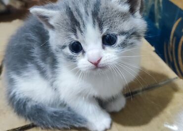 шотландская вислоухая короткошерстная кошка: Британская короткошёрстная, 2 месяца, Девочка, Биколор, Приучена к лотку