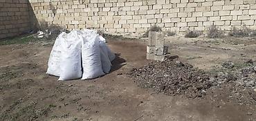 təbii yolka ağacı: Təbii Quru Mal Peyini Temiz Hazir yigilmis Kiselerdedi Ağaca Qazona — 1