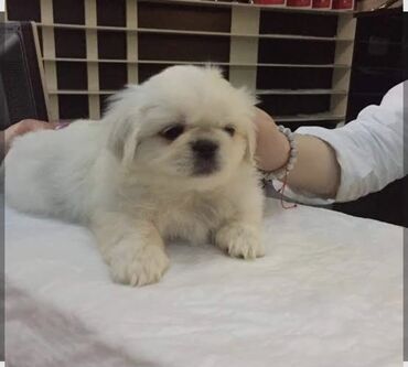 отдам котенка в добрые руки: Pekines, 3 ay, Erkek