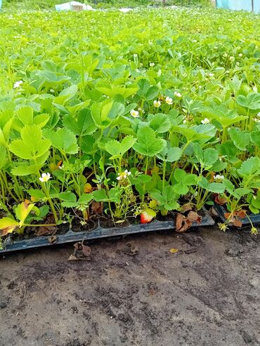 срочно продаю в связи с переездом: Көчөттөр : Кулпунай