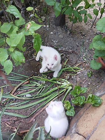 Кошки: Самец, В добрые руки, Самовывоз — 2