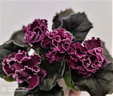 Фиалки и глоксинии: 🌱🌺🌱 Продаю сортовые ДЕТКИ стандартных, трейлерныхмини и полумини — 25