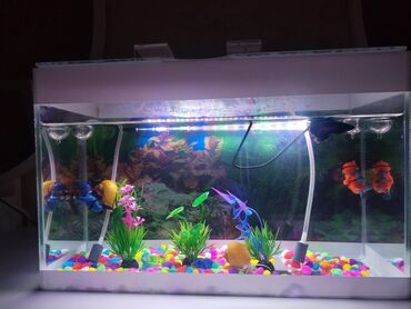 bildircin qiymeti: Dördbucaq akvarium, Balıqlarla birlikdə, 15 l