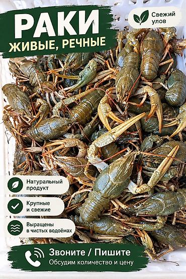 карась рыба: 🦞 В продаже живые, свежевыловленные раки! За заказом — в личные — 1