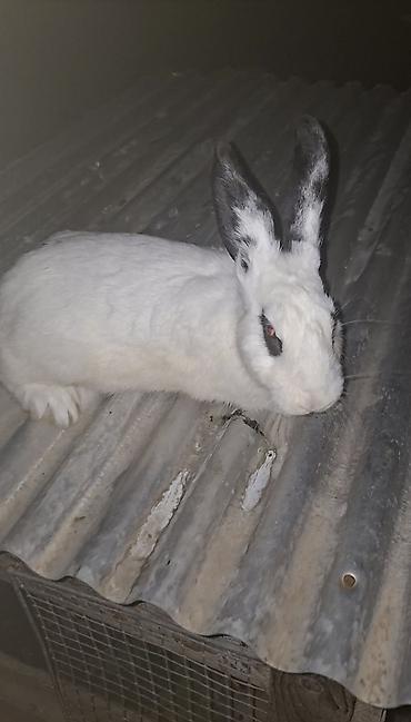 labrador satisi: Salam Dovşanlar Satılır Sağlam Dovşanlardır 1 Erkək 2 Dişidir — 1