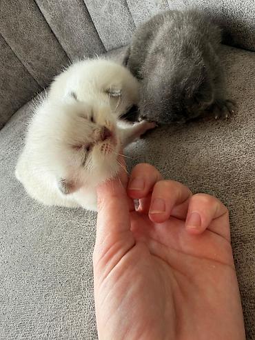 Pişiklər: Şotland yastı qulaq — 5