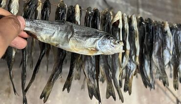 фарель рыба: Средне соленная Сушенная форель. 40 граммовые форельки ! Сушёные