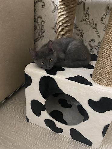 котики: Кошка даром: Беспородная, 5 месяцев, Мальчик, Приучена к лотку — 3