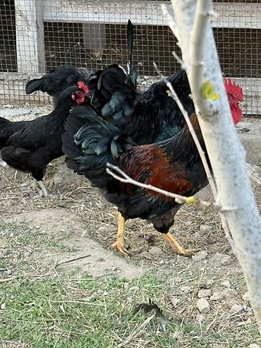 hind quslari: Məhsul: Qara-lələklı, gümüşi yaxalı toyuq cinsi xoruz Xüsusiyyətlər — 9