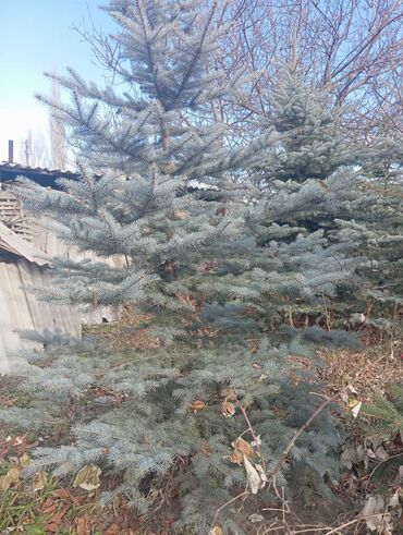 Декоративные деревья: Саженцы деревьев: Ели — 1