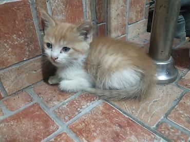 Мышыктар: Котята, домашние. в хорошие руки Описание: - Окрас: два рыже-белых — 3