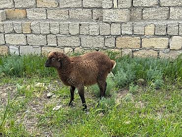 ucuz heyvanlar: Qoyunlar – yerli ətlik/tüklü tip - Şəkillərdəki sürüdən bir neçə baş — 2
