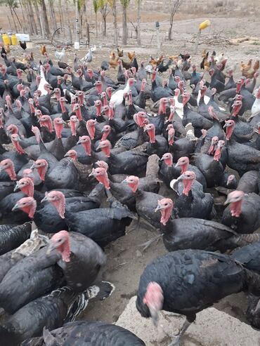 продажа щенков немецкой овчарки в бишкеке с документами: Продаю | Индюк (самец) | Черный принц | На забой | Племенные