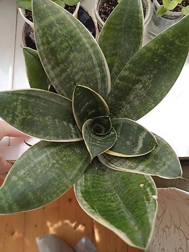 Otaq bitkiləri: Сциндапсус N-Joy — 16