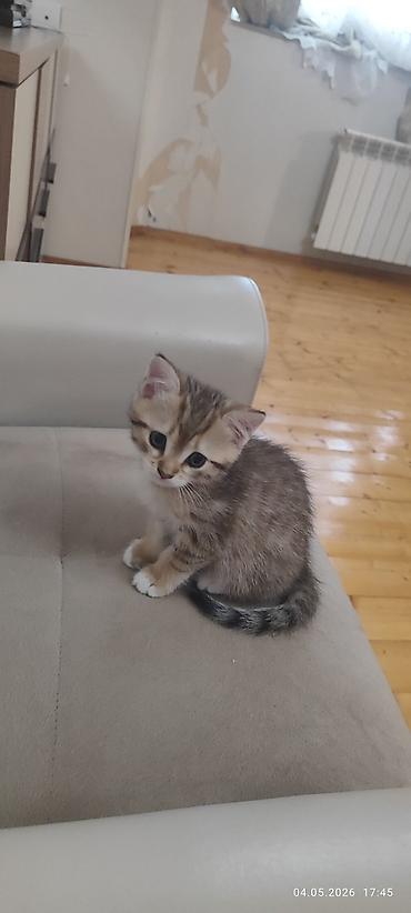 erkey pisik adlari: Sakit və şirindi. qum tərbiyəsi var — 2