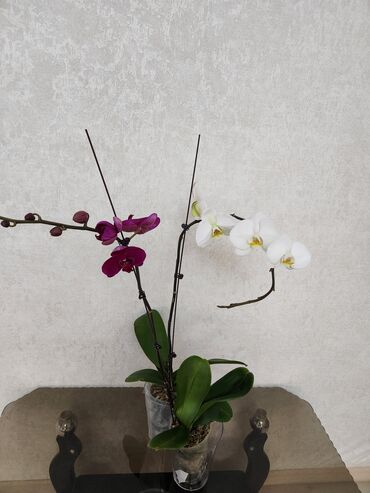 долларовый цветок: Продаю орхидеи,высокие,крупный цветок1500сом