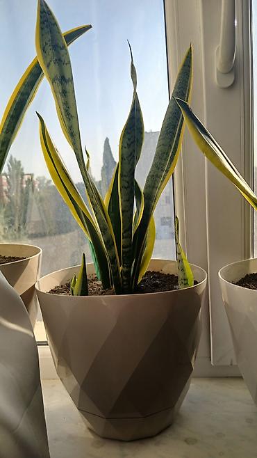 epimedium bitkisi satisi: Sansevieria (Qaynanadili) dekorativ otaq bitkisi – 3 ədəd - Növ — 2