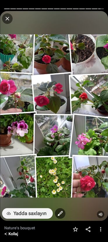 Otaq bitkiləri: 6-7azn aralığında dibçək gülləri satılır — 2