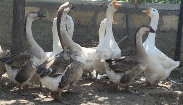 13 dənə tam sağlam qazlar satılır. hamısın alana biri 35 manat. iri