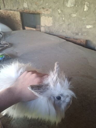 Dovşanlar: Uzun tüklü dekorativ dovşan - Növ: dekorativ, uzun tüklü (aslanbaş — 6