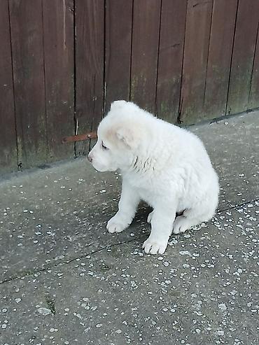 Psi: Na prodaju ženka azijata (srednjeaziski ovčar) Stara 6. Nedelja na lalafo.rs — 14 Psi: Na prodaju ženka azijata (srednjeaziski ovčar) Stara 6. Nedelja — 14